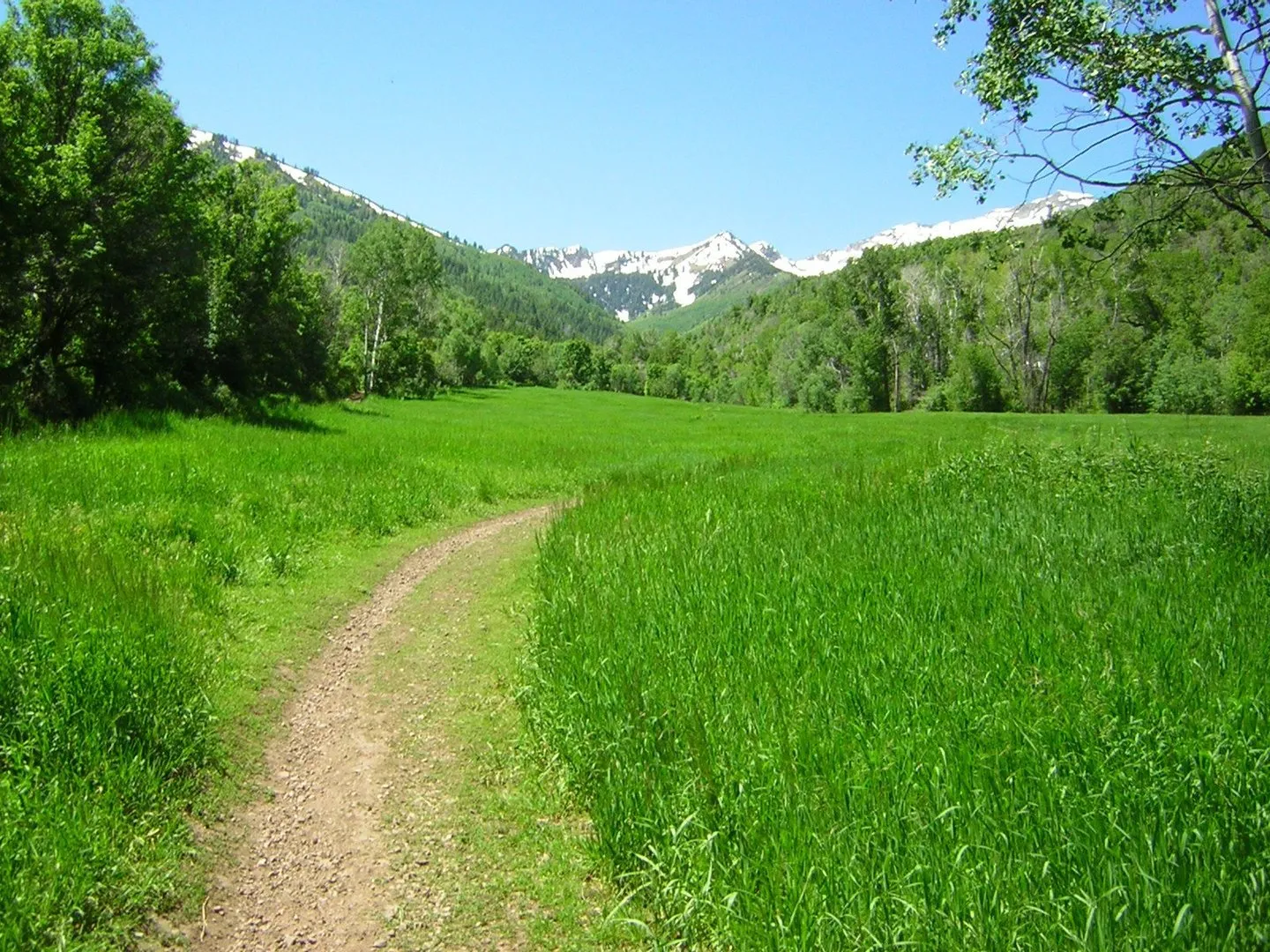 Big Springs Hollow